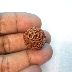 7 Mukhi Indonesia Rudraksha – Original & Certified Saat Mukhi Bead